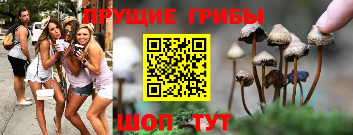 Псилоцибиновые грибы Cubensis Назрань